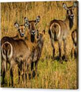 Waterbuck Group Canvas Print