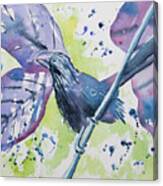 Watercolor - Smooth-billed Ani Canvas Print