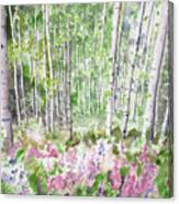 Watercolor - Summer Aspen Glade Canvas Print