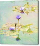 Waterlillies Canvas Print