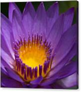 Waterlilly Canvas Print