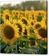 Waving Sunflowers In A Field Canvas Print