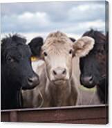 We Three Cows Canvas Print