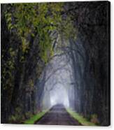 Weary Road Tree Tunnel Canvas Print