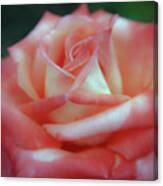 Weathered Soft Focus Rose 4685 H_2 Canvas Print