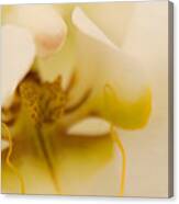 Wedding Orchid Canvas Print