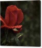 Weeping Red Rose Canvas Print