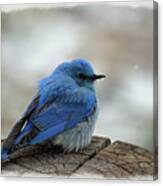 Mountain Bluebird On Cold Day Canvas Print