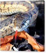 Wandering Garter Snake Canvas Print