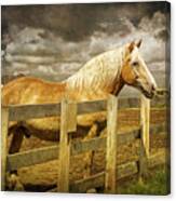 Western Horse In Alberta Canada Canvas Print