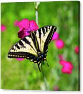 Western Tiger Swallowtail Butterfly Canvas Print