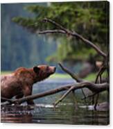 Wet Grizzly Canvas Print