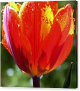 Wet Tulip Canvas Print