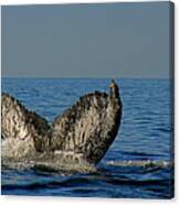 Whale Tail Canvas Print