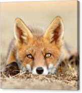 What Does The Fox Think? Canvas Print