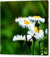 Bellis Daisy Canvas Print