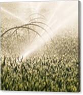 Wheat Crop Being Irrigated In Central Oregon Canvas Print