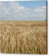 Wheat Farms Canvas Print