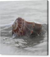 Whelk In The Surf Canvas Print