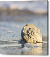 Whelk Shell In Surf Canvas Print