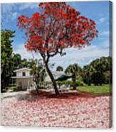 Where The Red Tree Grows Canvas Print