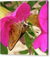 Whirl-about Skipper Butterfly Canvas Print