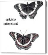 White Admiral Butterfly Canvas Print