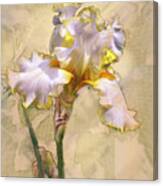 White And Yellow Iris Canvas Print