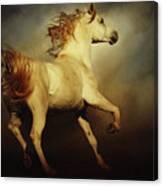 White Arabian Horse With Long Beautiful Mane Canvas Print