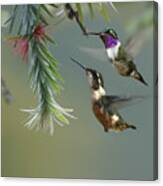 White Bellied Woodstar Hummingbird Male Canvas Print