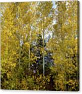 White Birch In Autumn Canvas Print