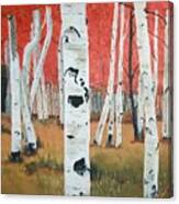 White Birches Canvas Print