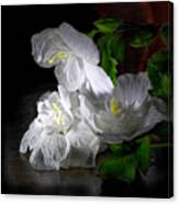 White Blossoms Canvas Print