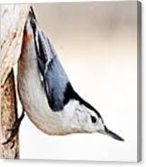 White-breasted Nuthatch Canvas Print