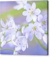 White Buds Canvas Print