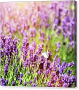 White Butterfly Sitting On Lavender Flower. Canvas Print