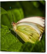 White Butterfly Sunning Canvas Print