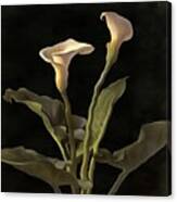 White Calla Lilies On A Black Background Canvas Print
