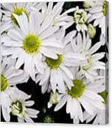White Chrysanthemums Canvas Print