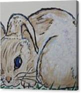 White Cotton-tail Rabbit #1003 Canvas Print