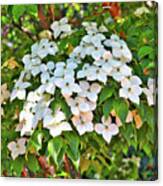 White Dogwood Tree Bouquet Canvas Print