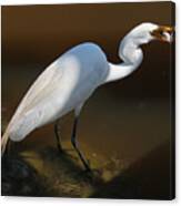 White Egret Fishing For Midday Meal Ii Canvas Print
