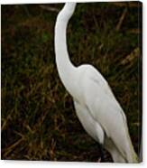 White Egret Canvas Print