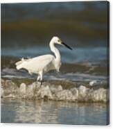 White Egret Wading On The Shoreline Canvas Print