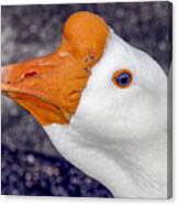 White Goose Portrait Canvas Print