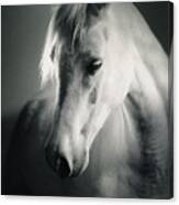 White Horse Head Art Portrait Canvas Print