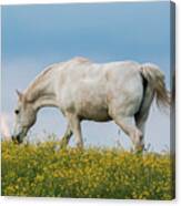 White Horse Of Cataloochee Ranch 2 - May 30 2017 Canvas Print