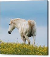 White Horse Of Cataloochee Ranch - May 30 2017 Canvas Print