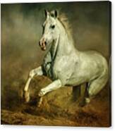 White Horse Running Wild Equestrian Art Photography Canvas Print