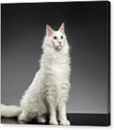 White Huge Maine Coon Cat On Gray Background Canvas Print